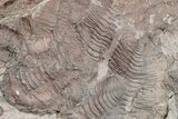 Ordovician Trilobite Mortality Plate - Tafraoute, Morocco #233533-1